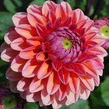 Dahlia Daisy Duke