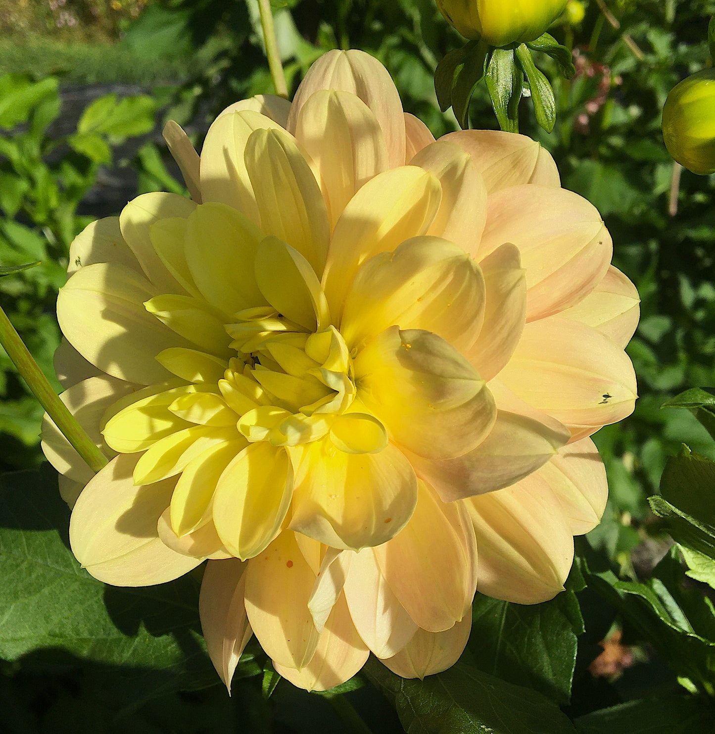 Dahlia Day Dreamer