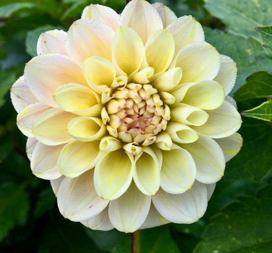 Dahlia Day Dreamer