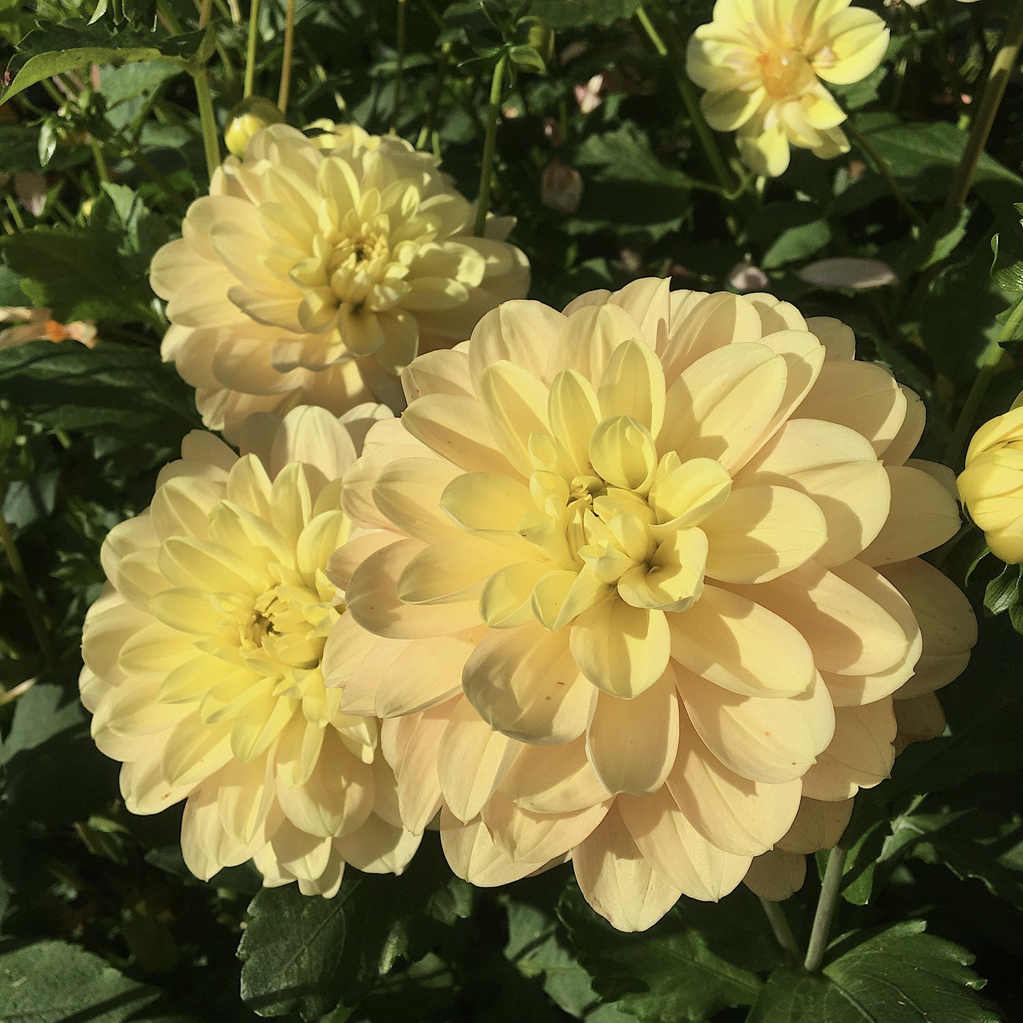 Dahlia Day Dreamer