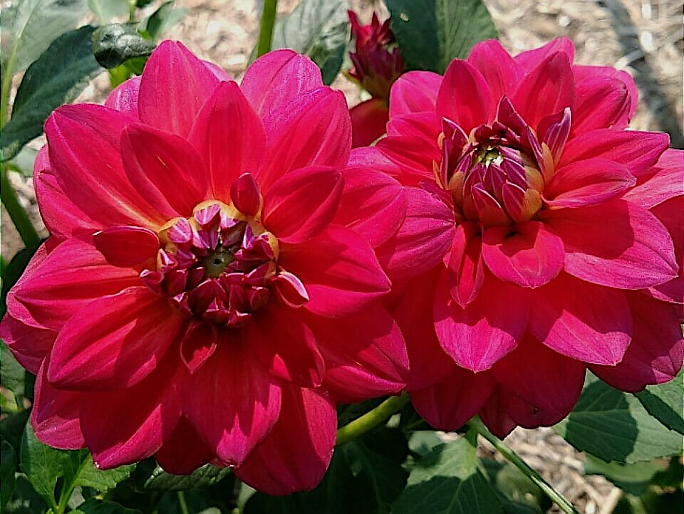Dahlia Dazzle Me