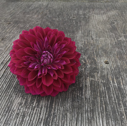 Dahlia Diva