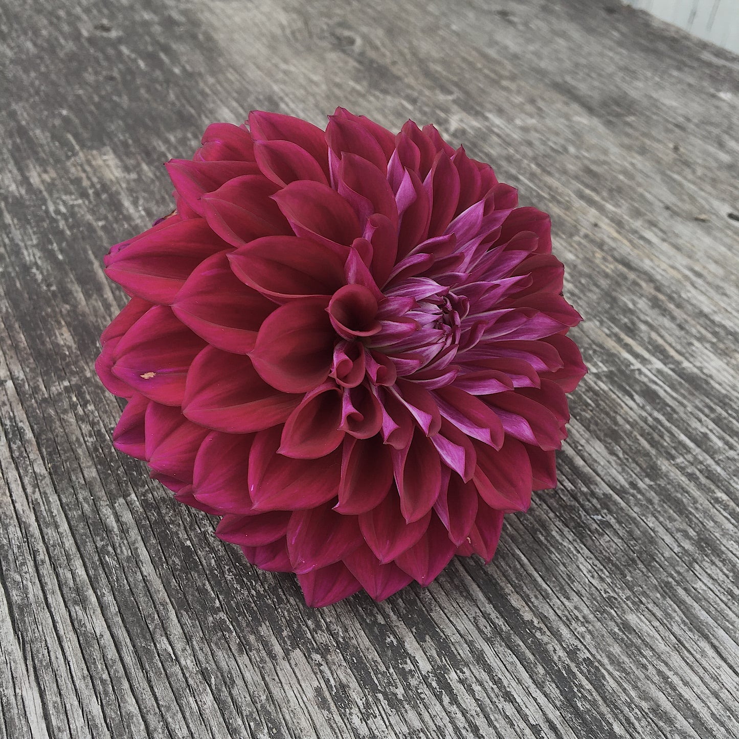 Dahlia Diva