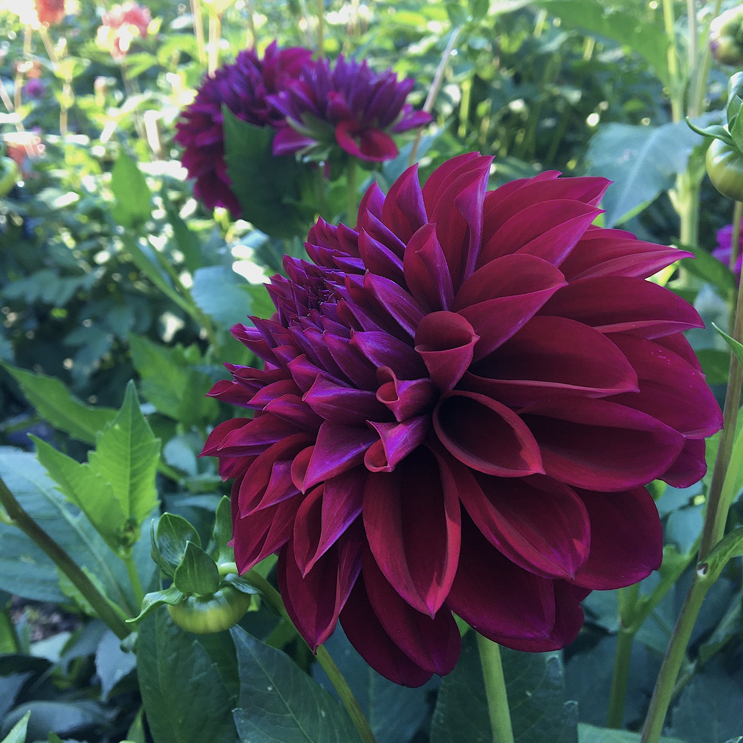 Dahlia Diva