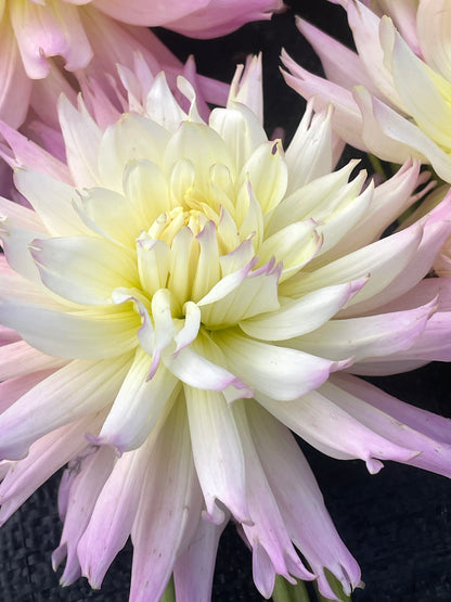 Dahlia Ferncliff Cameo