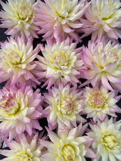 Dahlia Ferncliff Cameo