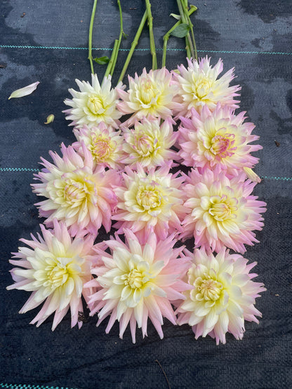 Dahlia Ferncliff Cameo