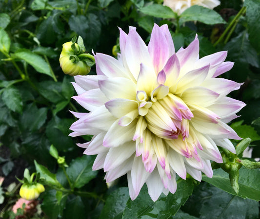 Dahlia Ferncliff Illusion