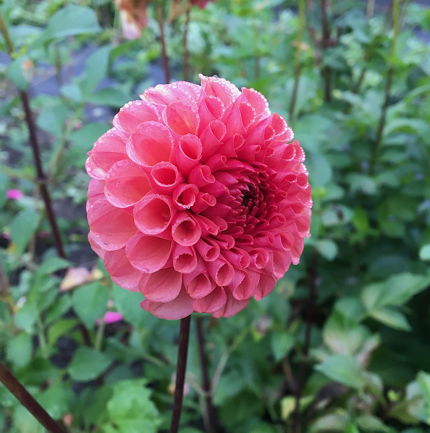 Dahlia Ferncliff rouillé