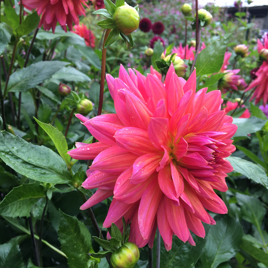 Dahlia Fire Magic