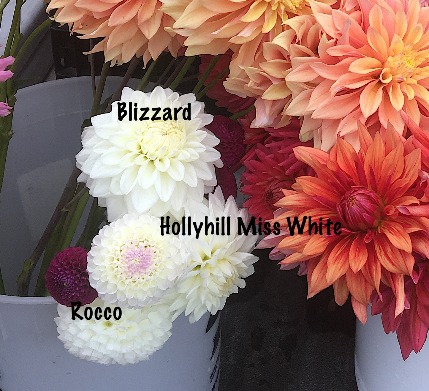 Dahlia Hollyhill Miss Blanc