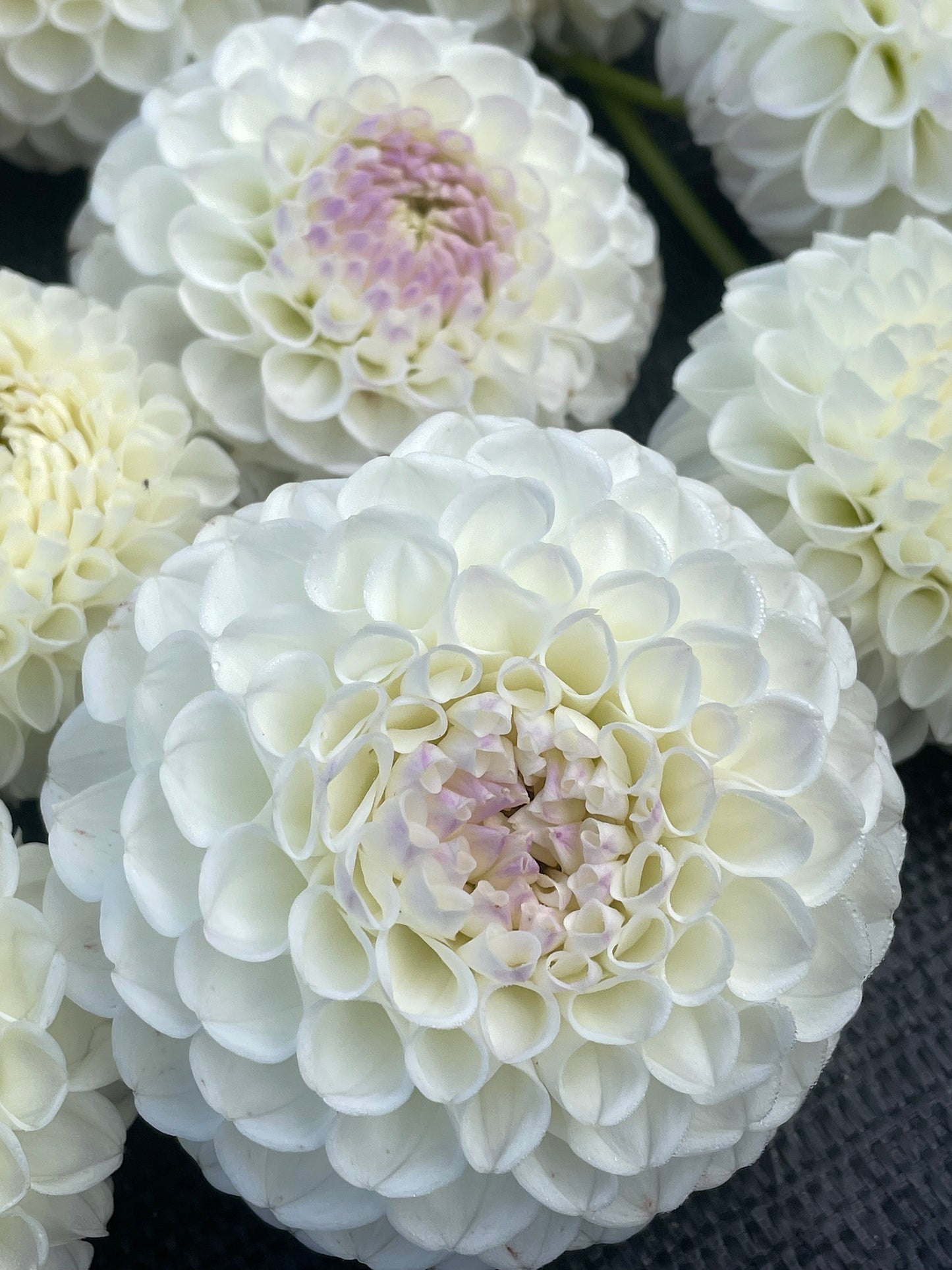 Dahlia Hollyhill Miss Blanc