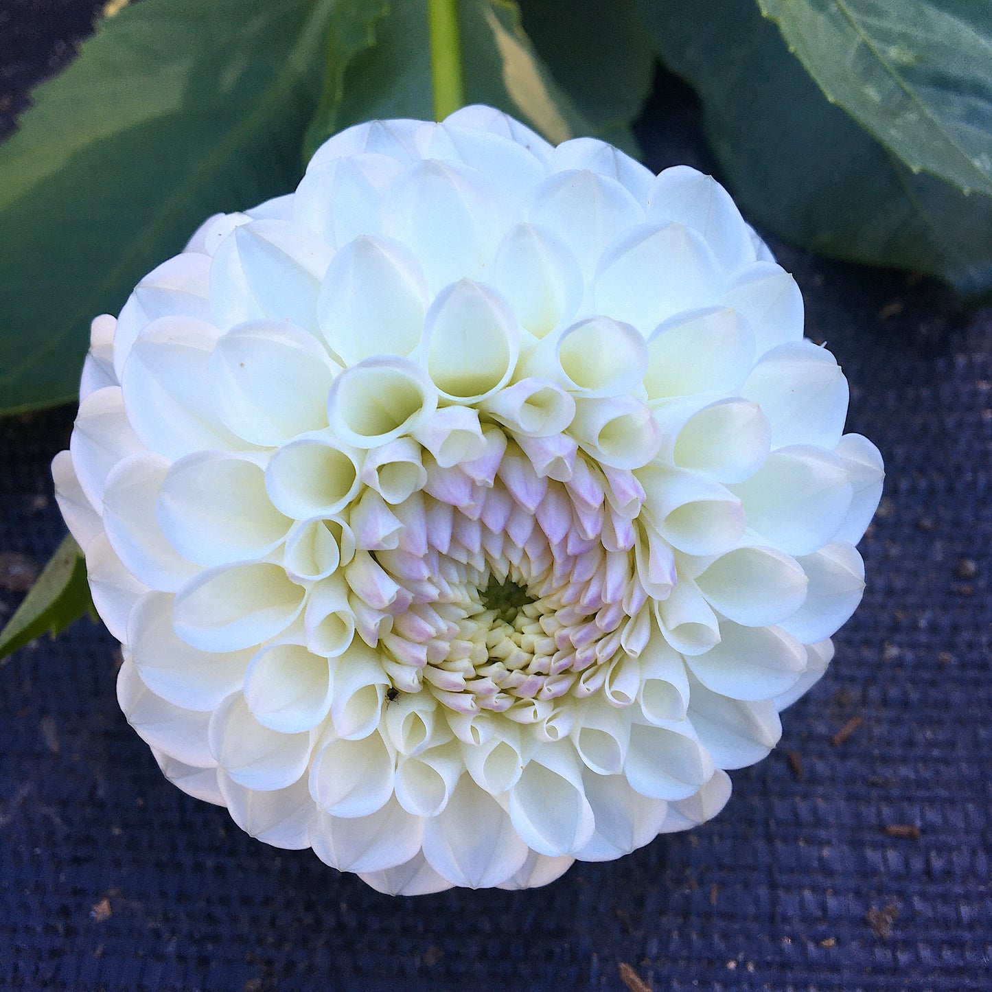 Dahlia Hollyhill Miss Blanc