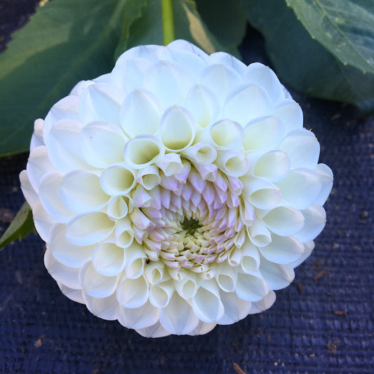 Dahlia Hollyhill Miss White