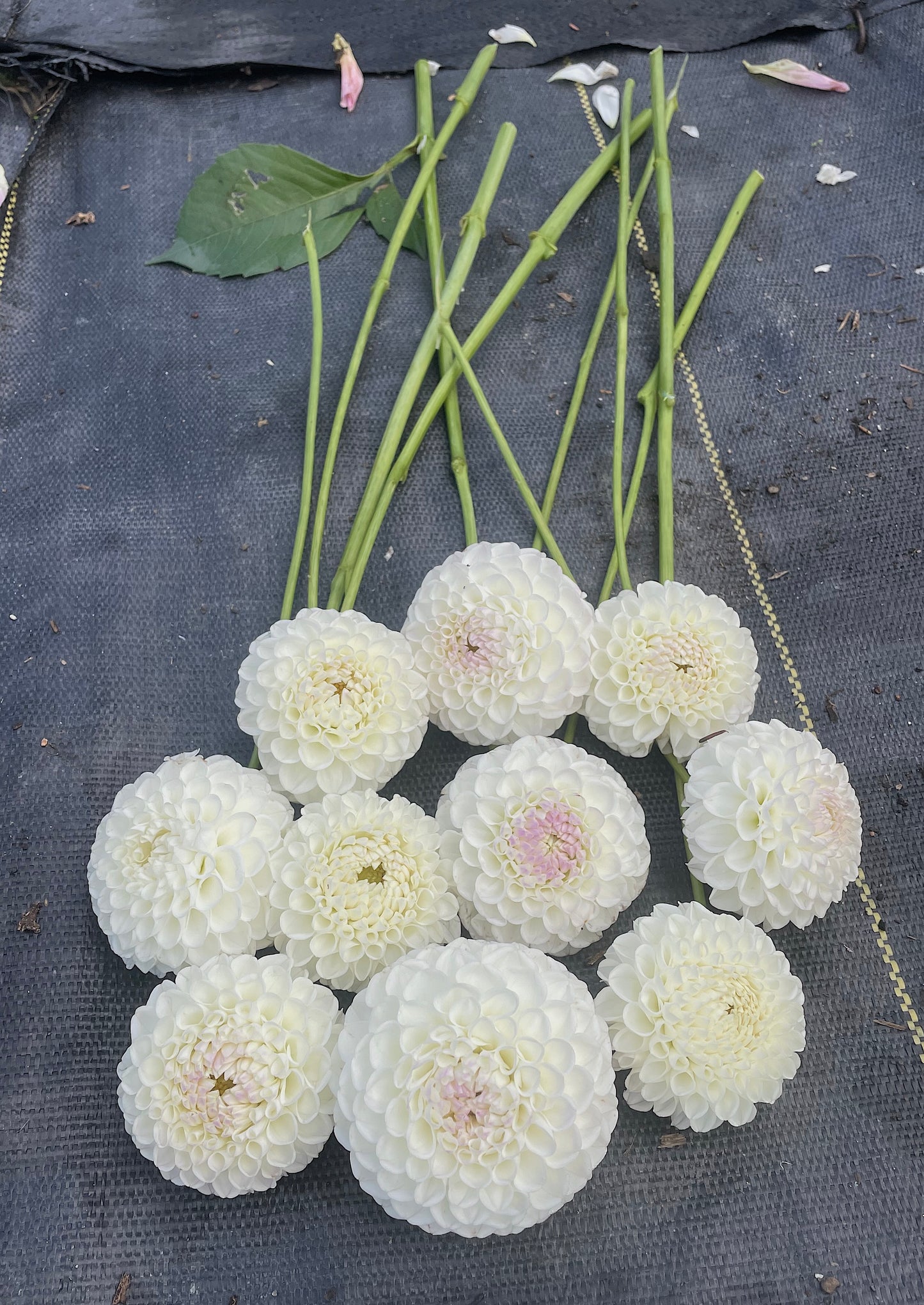 Dahlia Hollyhill Miss Blanc