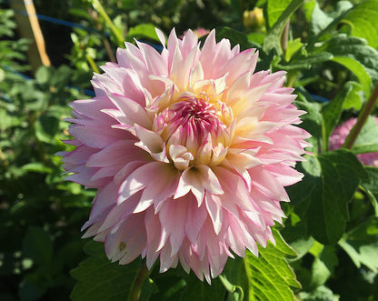 Dahlia Hollyhill Pinkie