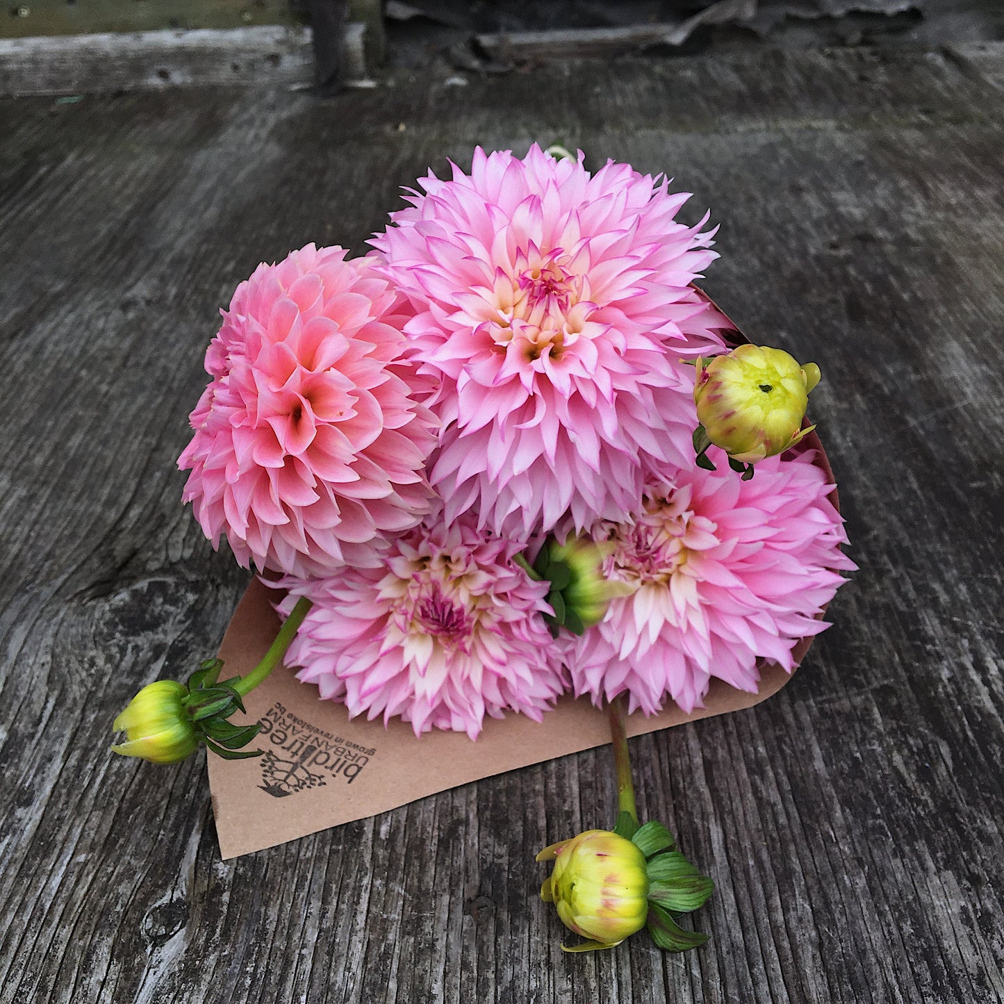 Dahlia Hollyhill Pinkie