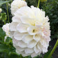 Dahlia Irish Ruffles