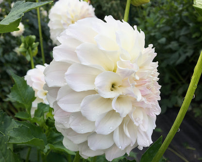 Dahlia Irish Ruffles