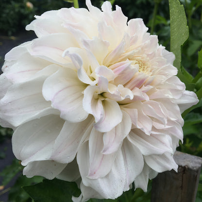 Dahlia Irish Ruffles