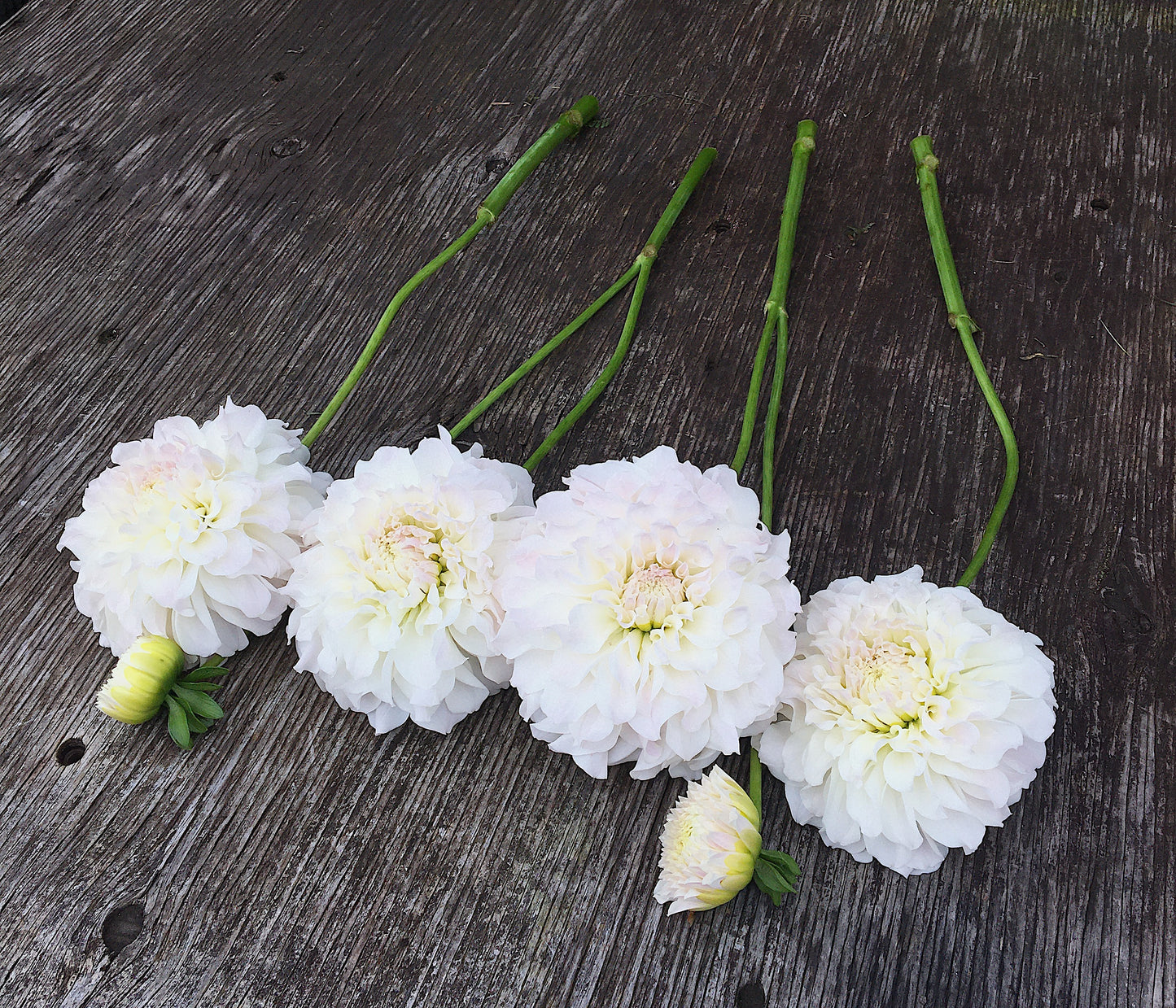 Dahlia Irish Ruffles