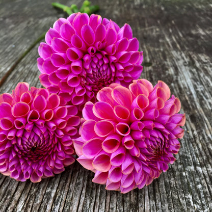 Dahlia Isabel