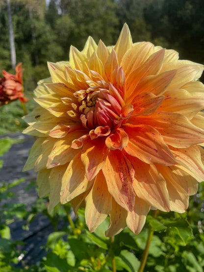 Dahlia JS Caramel au beurre