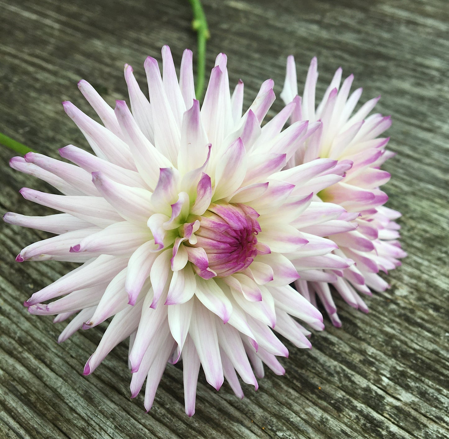 Dahlia Josudi Andromeda