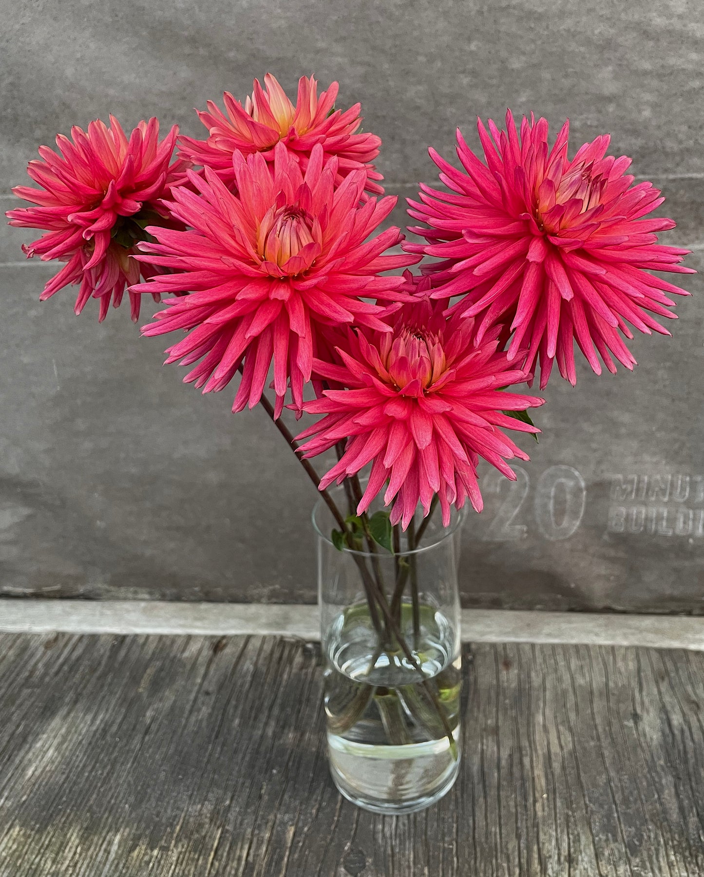 Dahlia Josudi Hercules