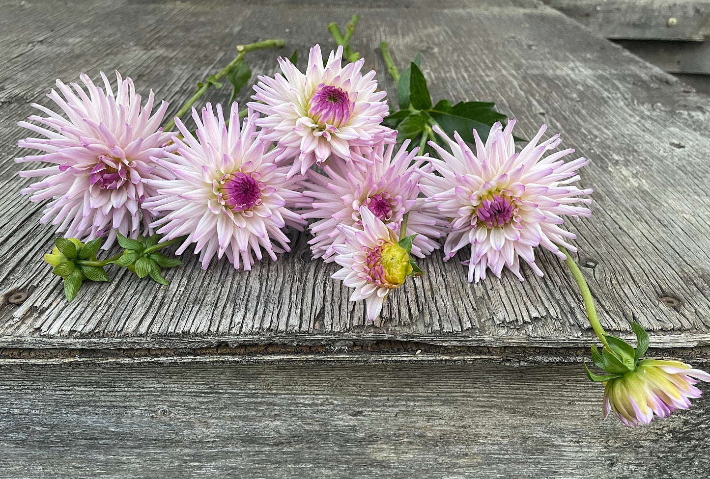 Dahlia Josudi Andromeda