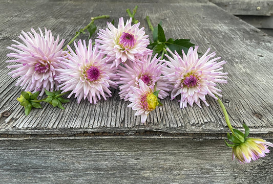 Dahlia Josudi Andromeda
