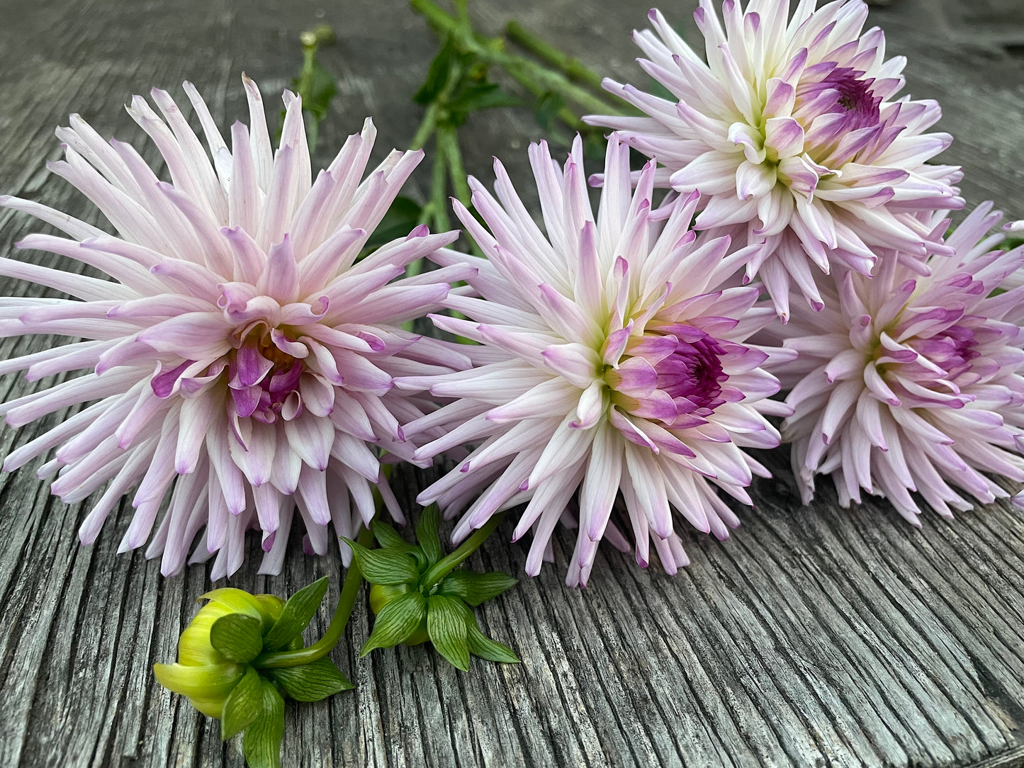 Dahlia Josudi Andromeda
