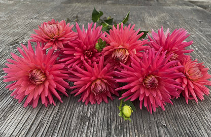 Dahlia Josudi Hercules