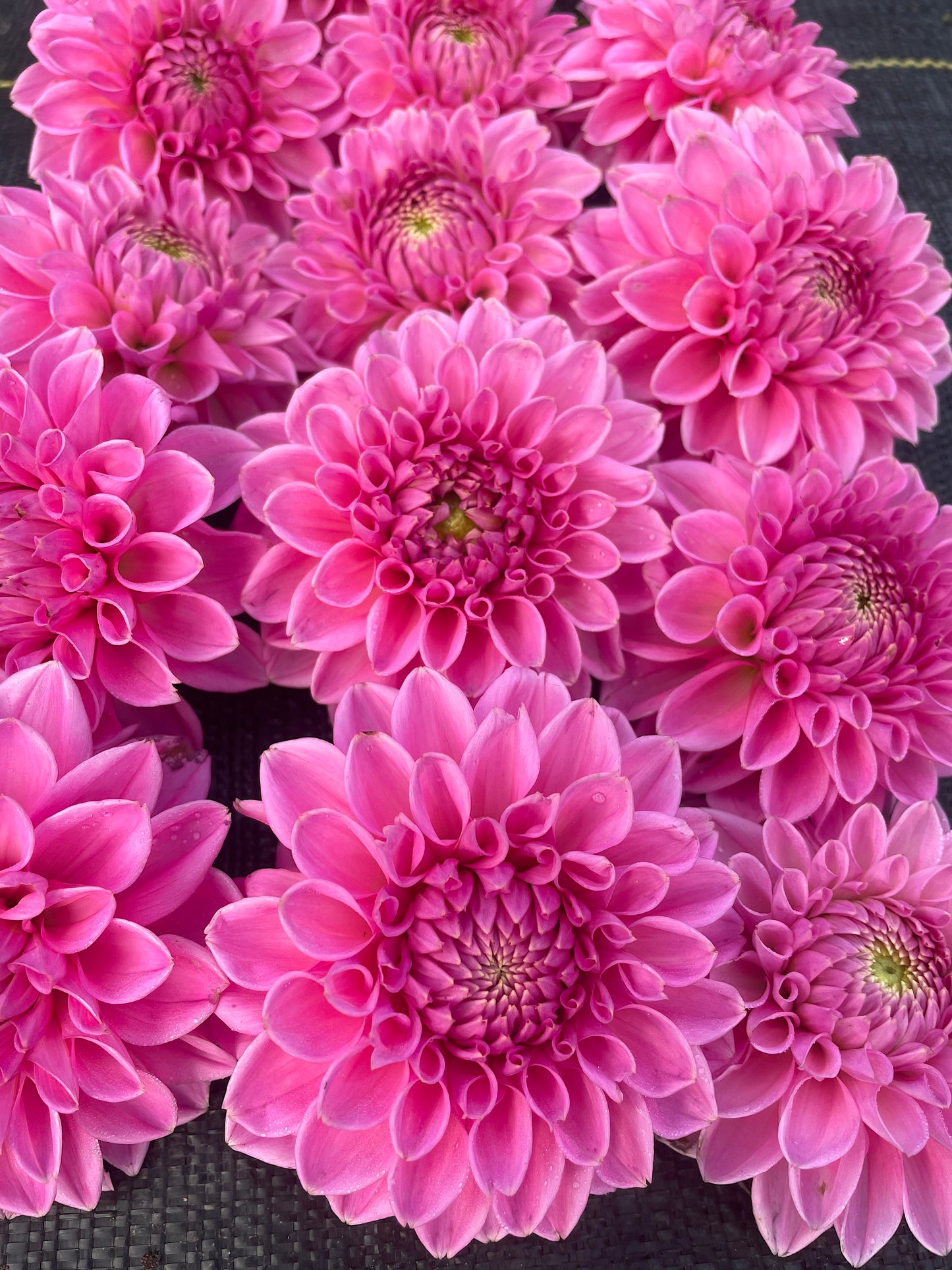 Dahlia Jowey Frambo