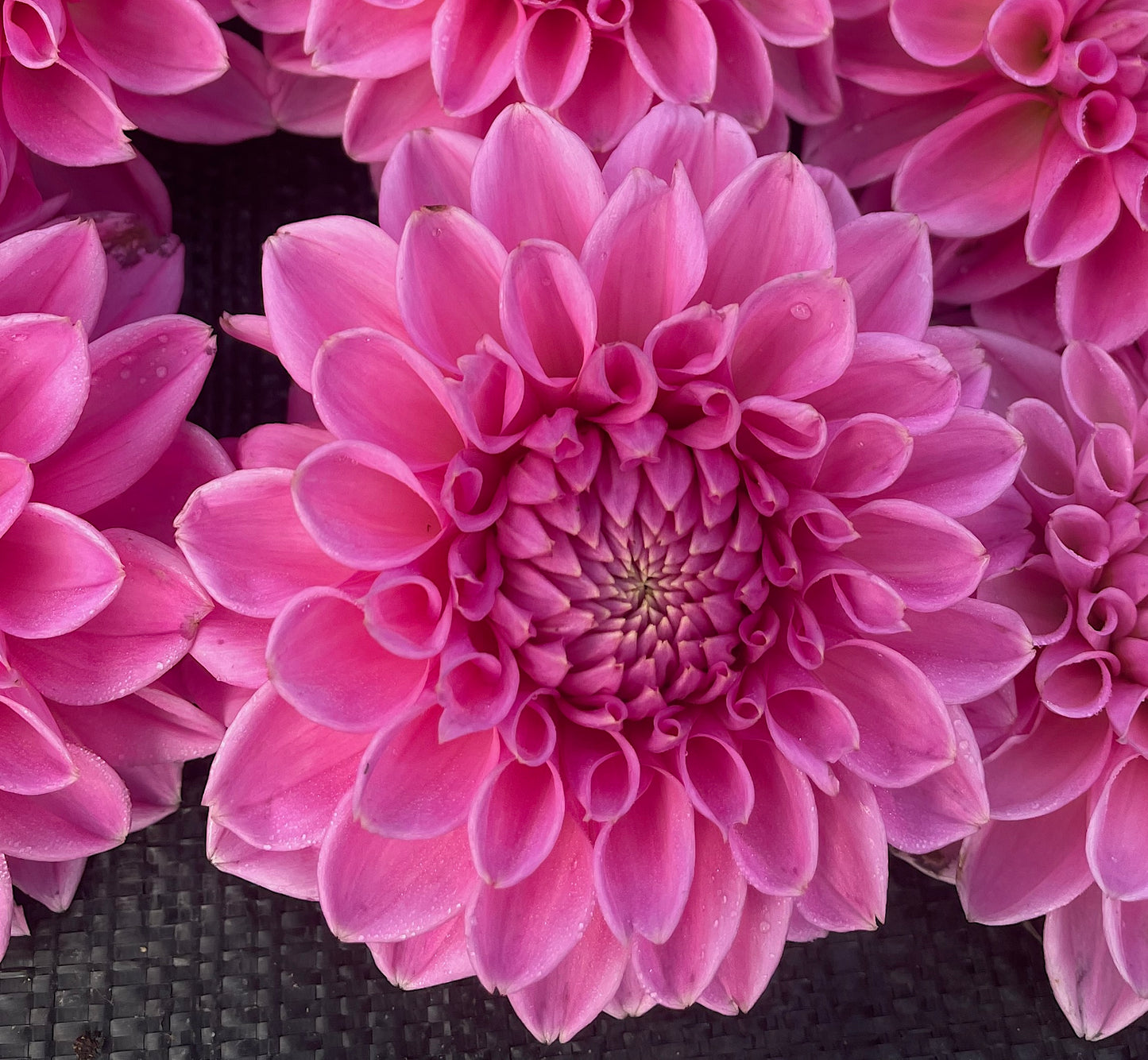 Dahlia Jowey Frambo