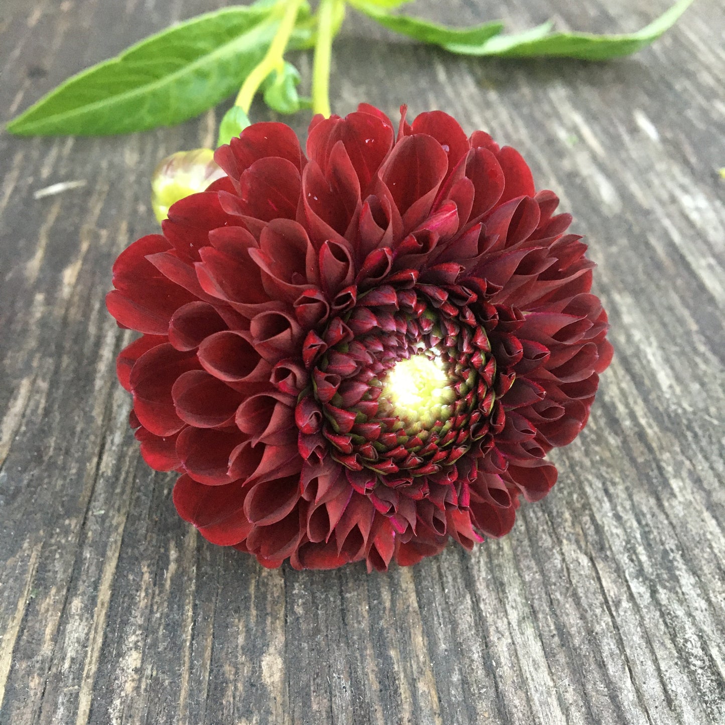 Dahlia Jowey Mirella