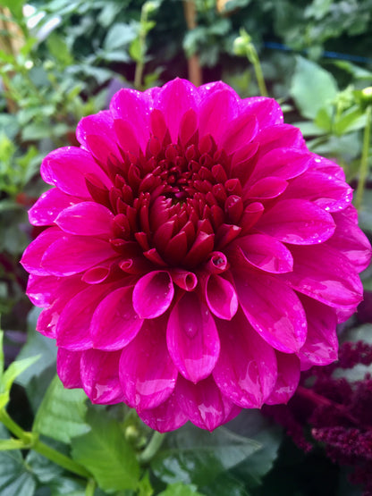 Dahlia Jowey Veronique