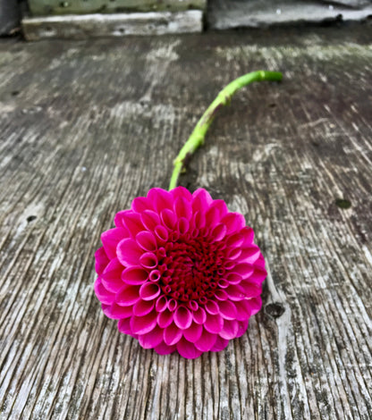 Dahlia Jowey Veronique