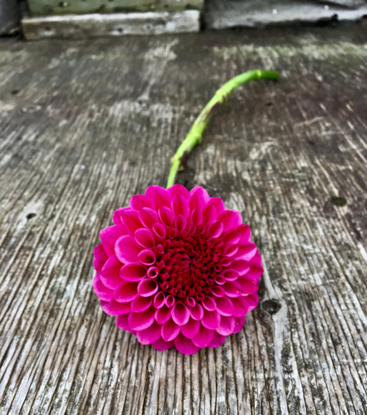 Dahlia Jowey Veronique