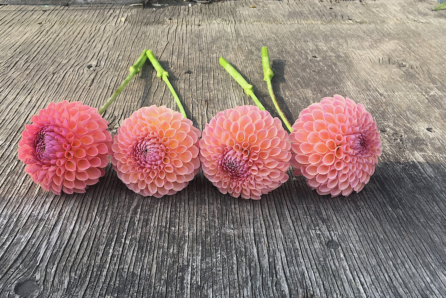 Dahlia Jowey Winnie