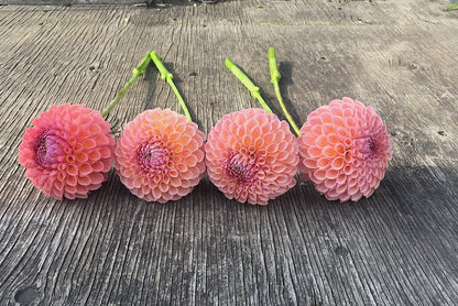 Dahlia Jowey Winnie