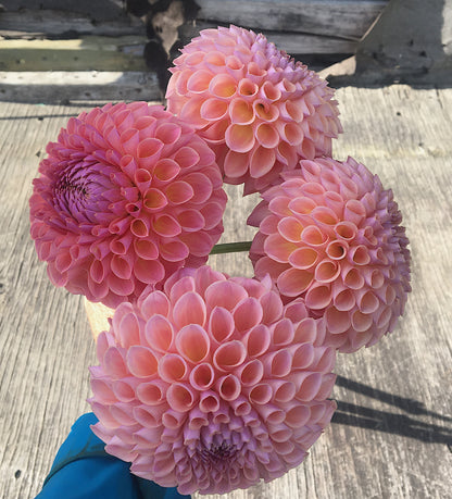 Dahlia Jowey Winnie