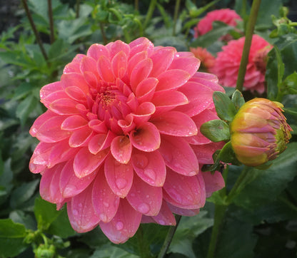 Dahlia KA's® Boho Peach
