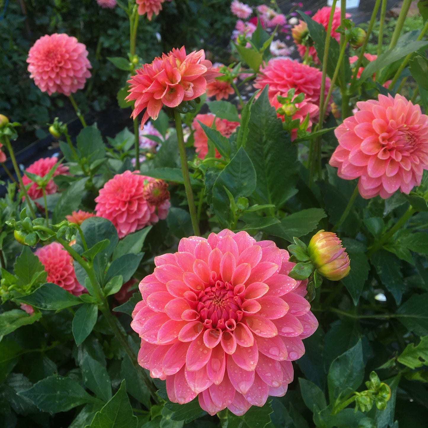 Dahlia KA's® Boho Peach