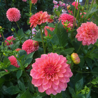 Dahlia KA's® Boho Peach