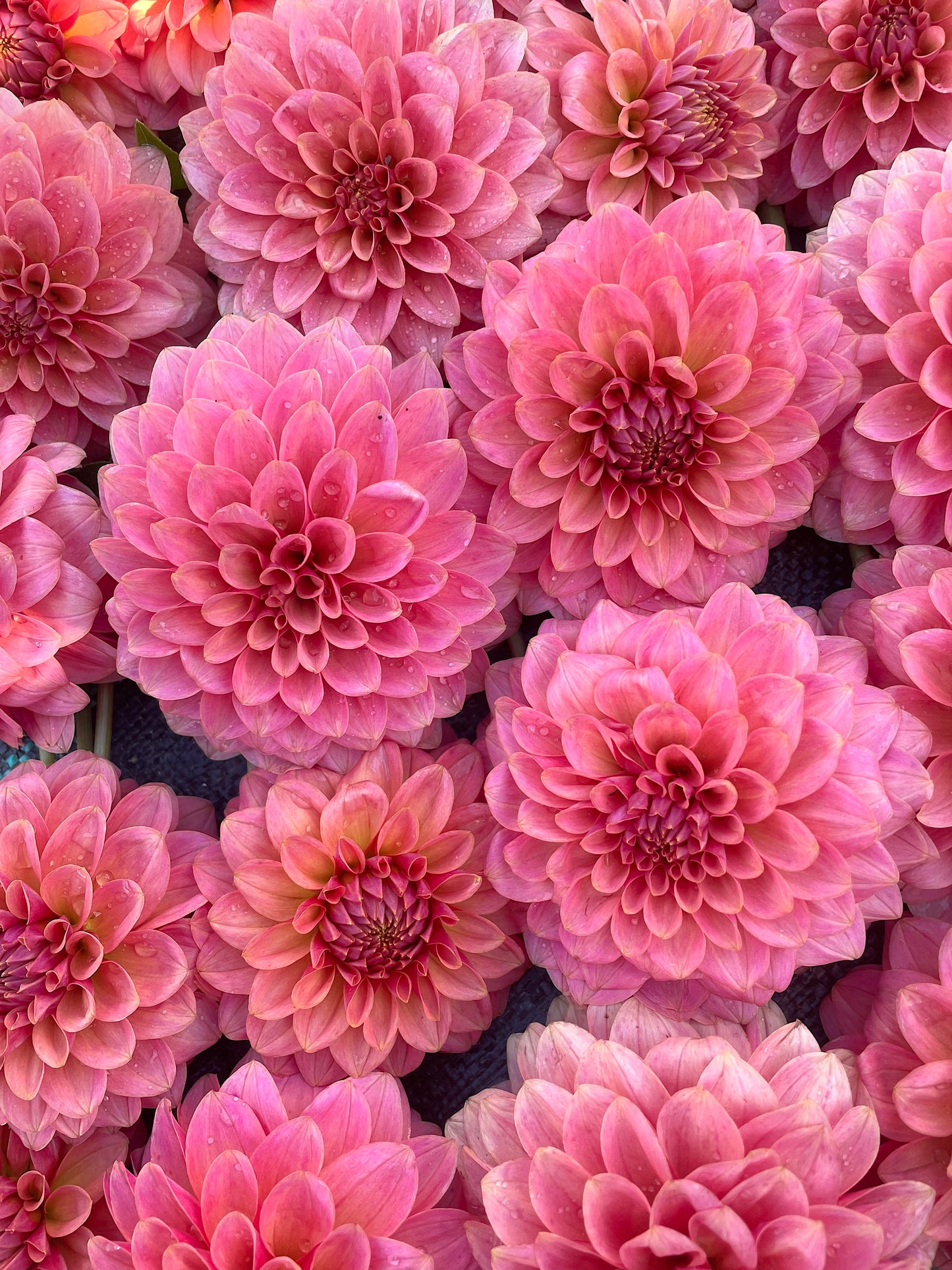 Dahlia KA's® Boho Peach