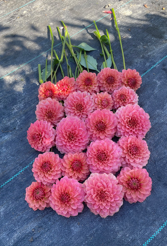Dahlia KA's® Boho Peach