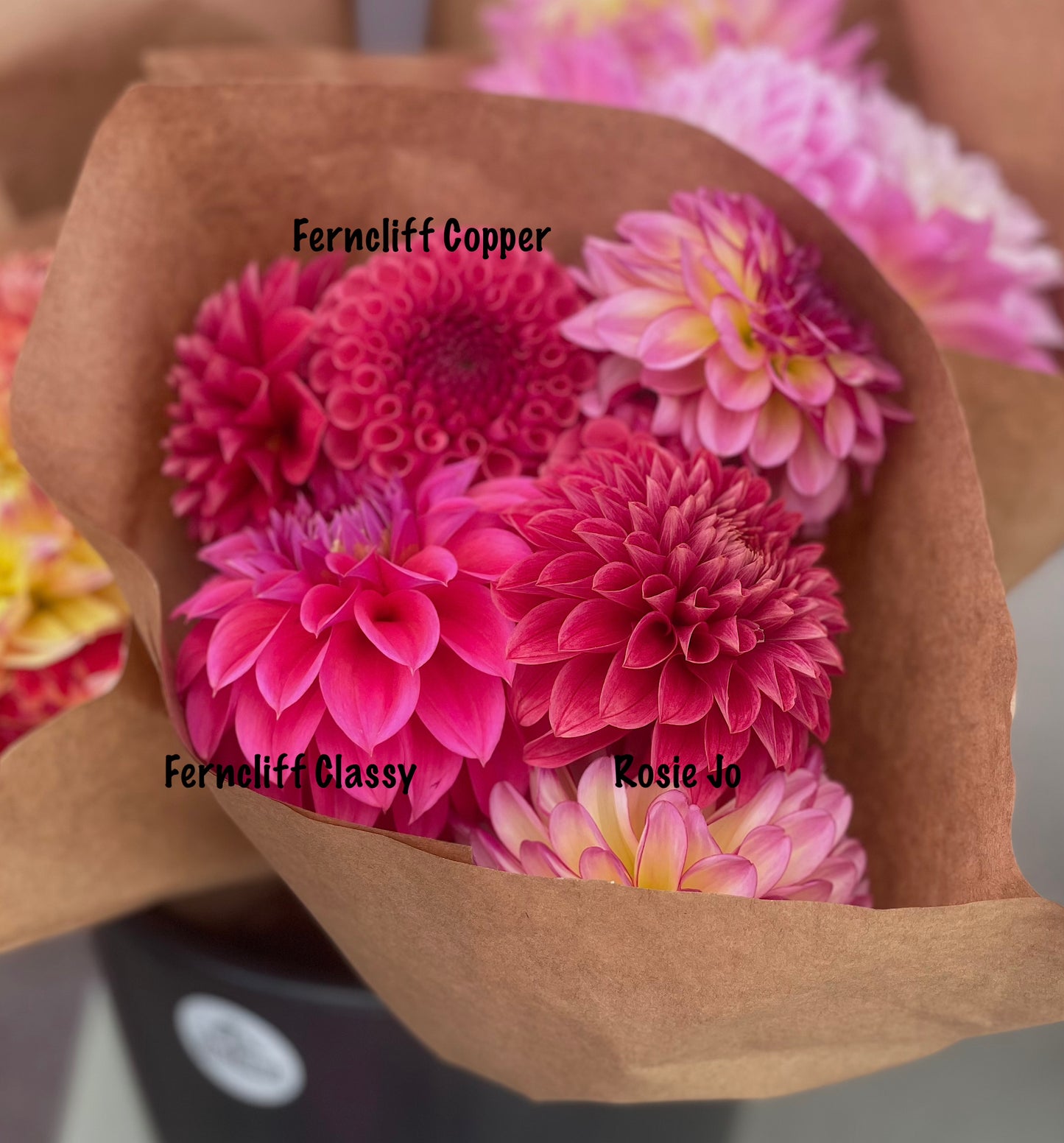 Dahlia KA's® Rosie Jo