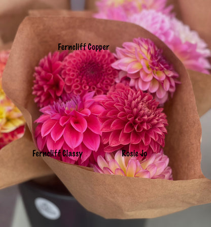 Dahlia KA's® Rosie Jo