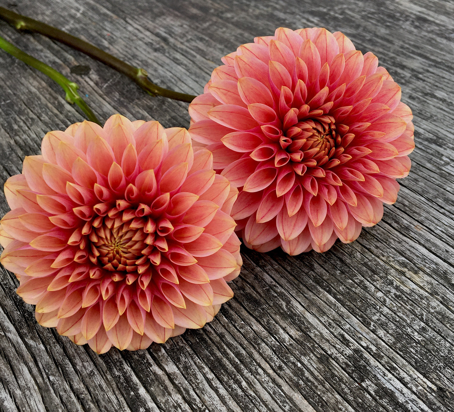 Dahlia KA's® Rosie Jo